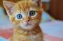pc:hd-wallpaper-kitten-ginger-eyes-pisici-cat-animal-sweet-orange-cute-blue.jpg